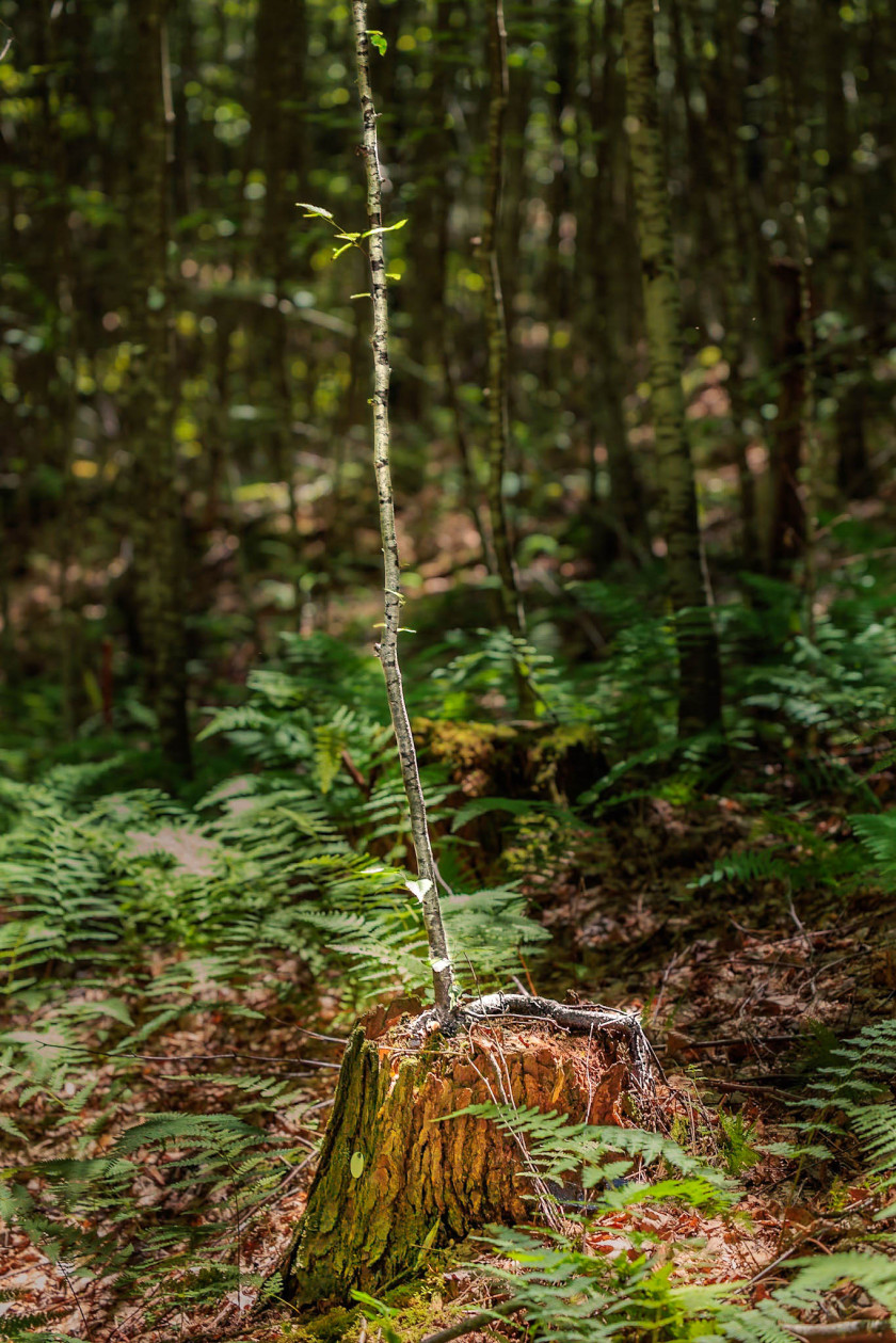 Black birch sprouting from the remains of a hemlock