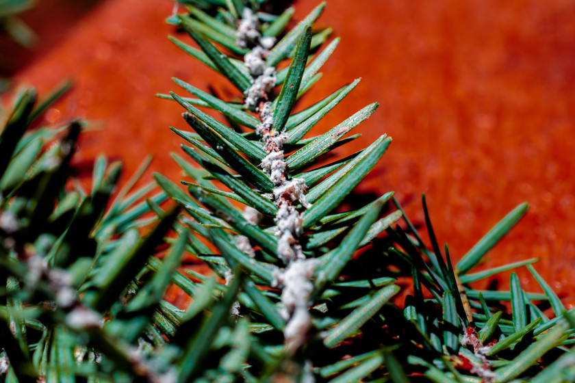 A close-up view of the waxy, cottonlike substance left behind by the woolly adelgid on the branch of an eastern hemlock at Harvard Forest